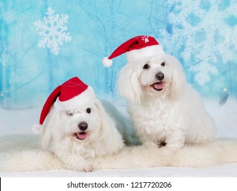 Christmas dogs. Two Coton de Tulear dogs on xmas environment.