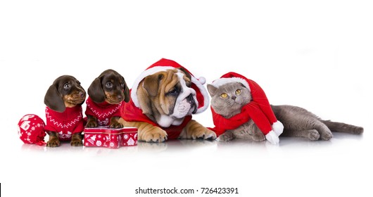 Christmas  English Bulldog Puppy And Dachshund Puppies And Cat In Santa Claus Costume