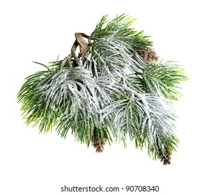Christmas evergreen spruce tree with fresh snow isolated on white