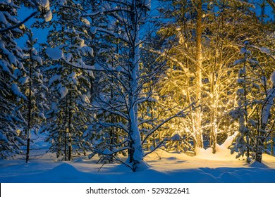 Christmas fairytale in the snowy forest, winter night and Christmas tree glowing lights - holidays background