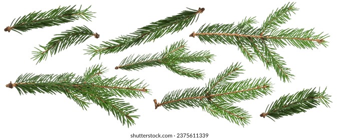Christmas Fir branch isolated png transparent. christmas tree. Christmas green spruce branch. Object for christmas card, packaging, banner, calendar. - Shutterstock ID 2375611339