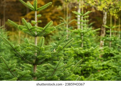 Christmas fir pine tree growing in a nursery near forest. Close up shot, shallow depth of field, no people. - Powered by Shutterstock