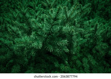 Christmas Fir Tree Branches Background. Christmas Pine Tree Wallpaper. Copy Space.
