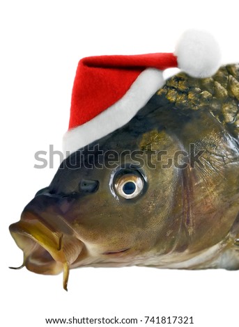 Christmas fish in Santa red hat head carp isolated on white background