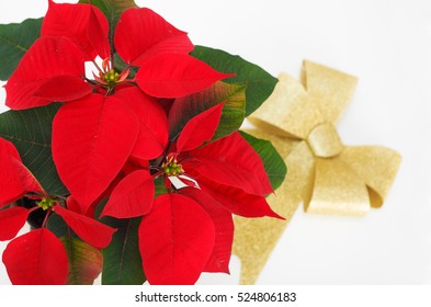 Christmas Floral Background With Red Poinsettia Flower And Gold Ribbon