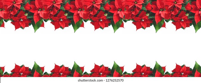 Christmas flower composition. Border made of poinsettia on white background. Red poinsettia. Christmas, New Year, winter concept.  