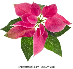 christmas flower poinsettia close up isolated on a white background - Powered by Shutterstock