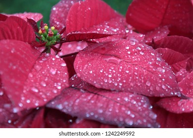 Christmas flower or poinsettia with droplet after the rain, Stripes of leaves, Close up red floral decorative in the garden. - Powered by Shutterstock