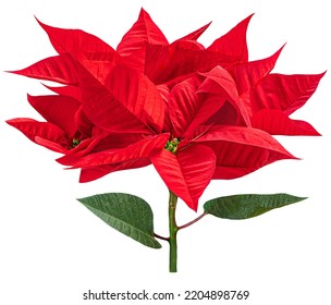 Christmas Flower Poinsettia Isolated On White Background. Xmas Symbol Poinsetta
