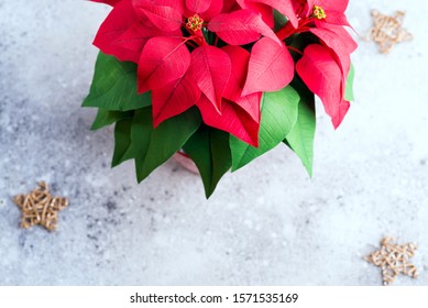 Christmas Flower Poinsettia On Light Stone Background With Gold Stars.