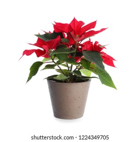 Christmas Flower Poinsettia On White Background