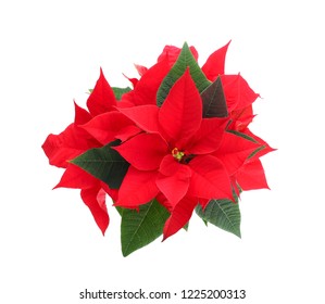 Christmas Flower Poinsettia On White Background