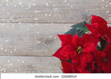 Christmas Flower Poinsettia Over Wooden Background