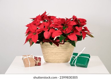 Christmas flower poinsettia in a wicker basket with gifts - Powered by Shutterstock