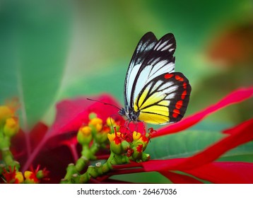 Christmas flowers & butterfly