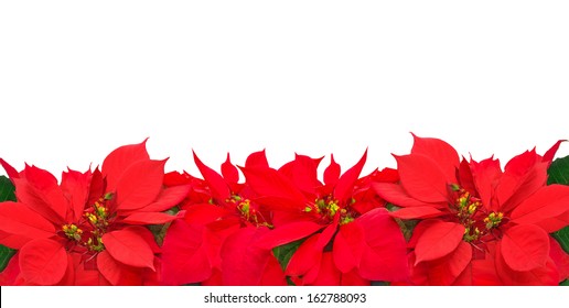 Christmas Frame From Poinsettia Flowers Isolated On White 