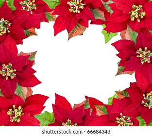 christmas frame from red poinsettias flower  isolated on white