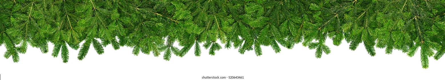 Christmas Garland Super Wide Panorama Banner With Undecorated Pure Green Natural  Fir Branches Without Lights Baubles And Xmas Decoration Isolated On White Background