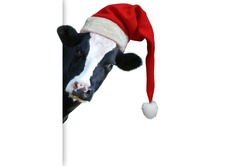 Christmas Greeting Card With Cow On A White Background