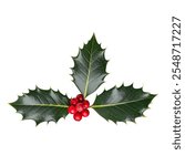 Christmas Holly Green Leaves and Red Berries Winter Festive Christmas Themes Traditional Holiday Symbol Transparent Png