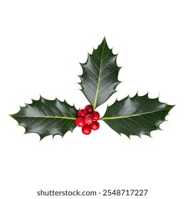 Christmas Holly Green Leaves and Red Berries Winter Festive Christmas Themes Traditional Holiday Symbol Transparent Png - Powered by Shutterstock