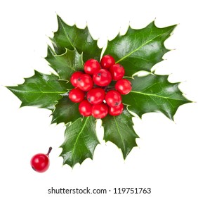 christmas holly Ilex isolated on white background - Powered by Shutterstock