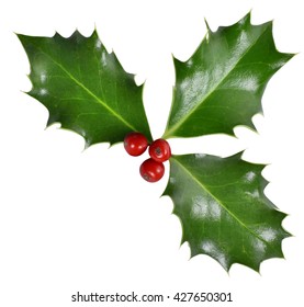 Christmas holly. Holly, isolated on white background. Design element or christmas decoration.