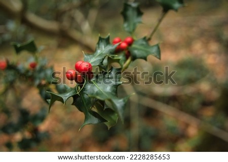Christmas holly outdoors, in a natural forest garden. Also called Holly tree, English holly, Holm, Hust, Hulver. Botanical name: Ilex aquifolium