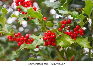 Christmas Holly red berries, Ilex aquifolium plant. Holly green foliage with mature red berries. Ilex aquifolium or Christmas holly. Green leaves and red berry Christmas holly, close up card
 - Powered by Shutterstock