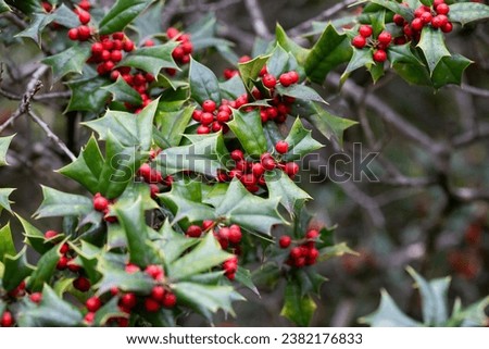 Christmas Holly red berries, Ilex aquifolium plant. Holly green foliage with mature red berries. Ilex aquifolium or Christmas holly. Green leaves and red berry Christmas holly, close up card