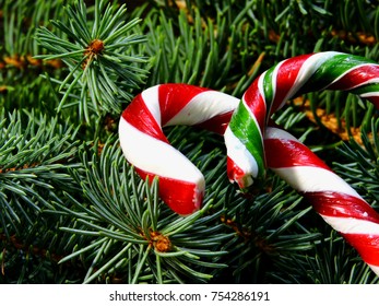 Christmas hook in the branches of the Christmas tree.