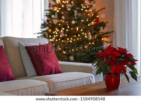 Christmas interior with traditional red poinsettia flower on table and fir Christmas tree with lights at background. Living room winter lifestyle.