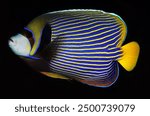 Christmas Island Emperor Angelfish (Pomacanthus imperator)