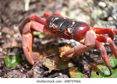 Christmas Island Red Crab