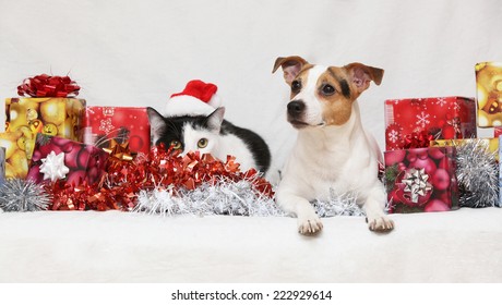 Christmas Jack Rusell terrier with a cat on white background