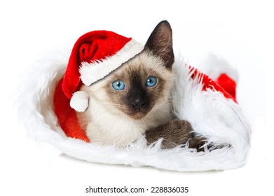 Christmas Kitten