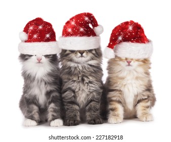 Chat Noel Images Photos Et Images Vectorielles De Stock Shutterstock