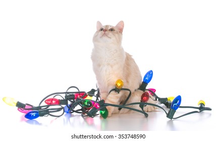 Christmas Kitten Tangled In Lights On White Background