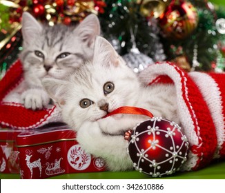 Christmas Kittens