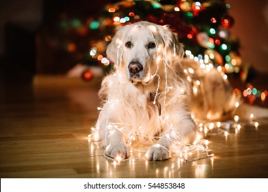 35+ Outdoor Christmas Dog With Lights 2021