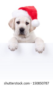 Christmas Labrador Puppy Dog Wearing Santa Hat And Holding Sign Or Banner Isolated On White