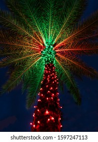 Christmas Light Decorationed Palm Tree In Tropical Florida 