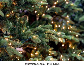 Christmas Lights Hanging In A Tree