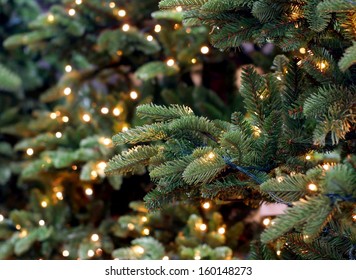 Christmas Lights Hanging In A Tree 