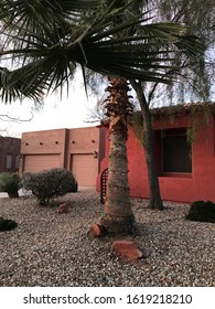 Christmas Lights On A Palm Tree 0513