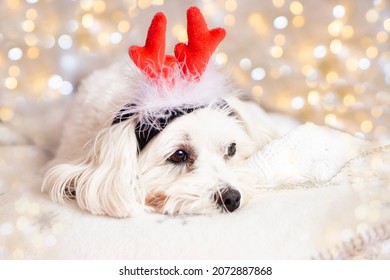  Christmas Maltese  Dog White Puppy With  Funny  Deer Horns . Lies In A Cozy Christmas Home Setting With Bokeh. Christmas Dog Concept.