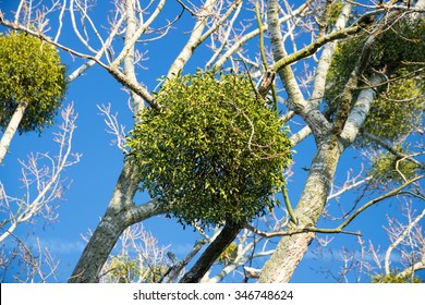 Christmas Mistletoe Ball On A Tree