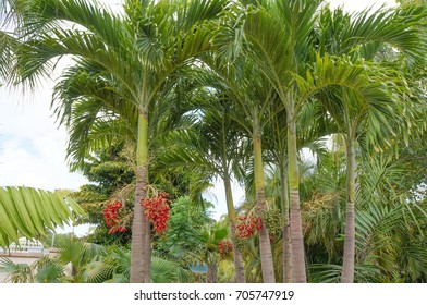 Christmas Palm or Manila Palm, Adonidia merrillii in Florida Botanical Garden - Shutterstock ID 705747919