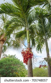 Christmas Palm or Manila Palm, Adonidia merrillii in Florida Botanical Garden - Shutterstock ID 705748057