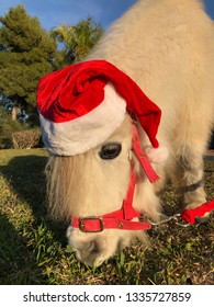 Christmas Pets. A Cute Falabella Miniature Horse Wearing A Santa Hat And Grazing On Grass